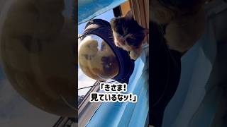 朝からガン見してくる猫さま｜Cat staring at me in the morning #shorts