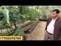 2185.all variety mango plant nursery सभी प्रकार के पौधे एक ही नर्सरी ऑर्गेनिक हरियाली हरियाणा mango