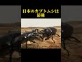 ［一撃必殺！］国産カブトムシvsセアカフタマタクワガタ　［リアルムシキング］ shortvideo