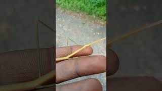 Rare# Mantis#walking stick#இந்த பூச்சியின் பெயர்  கும்பிடு பூச்சி #