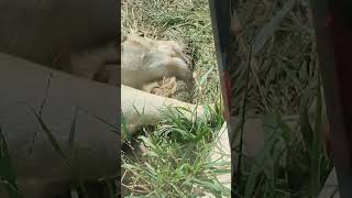 灰秋✊㉜ホワイトライオン・白獅子・リズムちゃん・沖縄こどもの国・・・White_Lion・Okinawa Zoo \u0026 Museum(20221013)