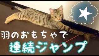 羽のおもちゃで連続ジャンプする子猫【ジェネッタ猫(ベンガル マンチカン)】