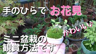 ミニ盆栽　手のひらでお花見