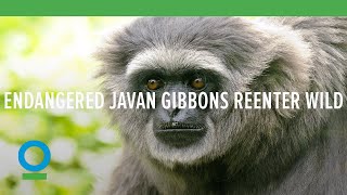 Endangered Javan Gibbons Reintroduced into the Wild