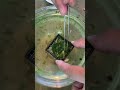 모스활착 챠암 쉽죠잉~ 40일만 기다려 모스활착 수족관 수초어항 수초 moss aquaticplant aquarium