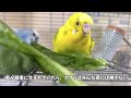 【今週のりっくん】神経障がいと闘うインコvol.41 『辛いとき、しんどい時もあるけど今年もパワー全開で頑張るぞ！』