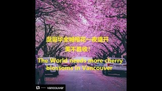 【海外华人直播 OCL】温哥华全城樱花一夜盛开 The World needs more cherry blossoms in Vancouver