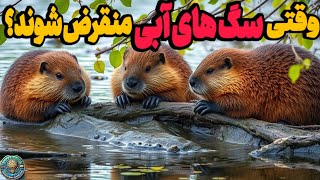 اسکاتلند16سگ آبی رارهاکرد…ونتیجه ای که هرگزپیش بینی نشده بودرخ داد؟!