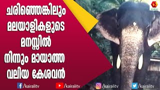 ഗുരുവായൂർ ദേവസ്വത്തിലെ ഏറ്റവും വലിയ കൊമ്പനായിരുന്ന വലിയ കേശവൻ | Gurvayor Keshavan | Elephant Kerala