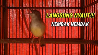 ciblek semi gacor, sangat terbukti bikin ciblek lain ikut bunyi nembak nembak