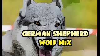 Wolf German Shepherd Mix Hybrid Dog Br