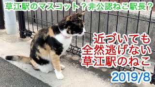 【駅ネコ】草江駅のマスコット？宇部線、草江駅のねこ