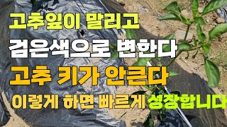 고추잎이 말리고 검은색으로 변하고 고추 키가 안큰다. 이렇게 하면 빠르게 성장합니다.