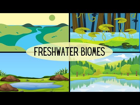 What is freshwater biome?