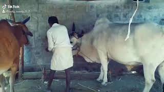 Basavajayanthi celebration marelly