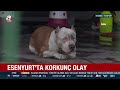 esenyurt ta pitbull dehşeti 2 köpek sahibi ve arkadaşını yaraladı a haber