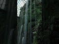 singapore cloud forest shorts nature singaporetravelguide singaporetourism singaporesights