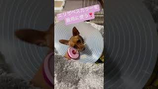 エリザベスカラーの使い方　#ミニピン #miniaturepinscher #犬 #ミニチュアピンシャー