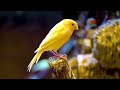 4K Colorful Finch - Beautiful Birds Sound in the Forest  Bird Melodies