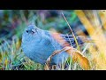 4K Colorful Finch - Beautiful Birds Sound in the Forest  Bird Melodies