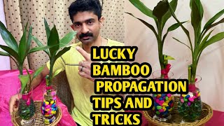 LUCKY BAMBOO PROPAGATION TIPS AND TRICKS/ ലക്കി ബാംബൂ വീട്ടിൽ എങ്ങനെ സെറ്റ് ചെയ്യാം