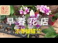 [石针养花]早春花店 - 安省最大的连锁花店 - 有香花蝴蝶兰，沙漠玫瑰，龙吐珠