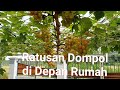 Ratusan Dompol Anggur di Depan Rumah