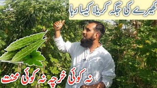 kheeray ki jga lgaey gaey karelay ka result kya aya? Crop not reuse IR FARM, Hindi/urdu