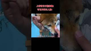 一只战神死神的柴犬，瘫痪后战胜病魔重新奔跑，因为这是主人的命令！#犬瘟 #柴犬 #世界不能没有小狗