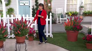 Cottage Farms 3-Piece Rainbow Butterfly Bush Live Plants on QVC