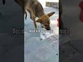 Perrita antes y después de rescatarla.