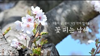 #2024 #벚꽃 구경은 #남해 에서, 「꽃 피는 남해」🌸