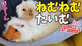 連続あくび　ハンモックでうたた寝する可愛いモルモット　cute guineapig