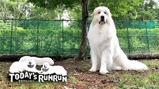 寝ているルンルンの横でボディーガードをするアランです　Great Pyrenees　グレートピレニーズ