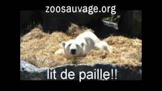 enrichissement ours blanc zoo sauvage de St Felicien