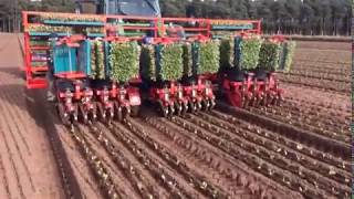 CHECCHI \u0026 MAGLI - DUAL 12 GOLD 12 ROWS CABBAGES TRANSPLANTER