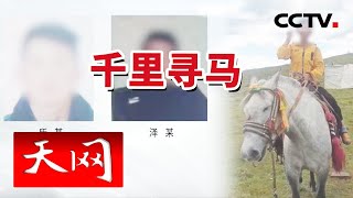 《天网》两天两夜“狂飙”三千里 看偷马盗贼如何被抓！20230718 | CCTV社会与法