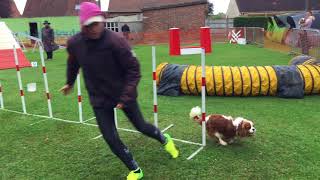 20171001 ORCHIES OPHELIE JEFFERSON AGILITY STANDARD