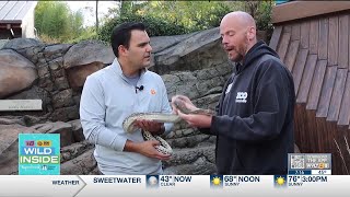 Wild Inside: Playing with snakes!