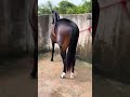 que cavalo lindo garanhão quarto de milha 🐎😍🫶❤️👏🏻👏🏻🤩