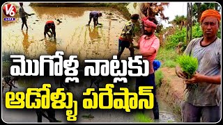 Bihar Male Farming  Workers Working  In Agricultural Fields At Karimnagar | V6 Life