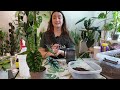 new plants from the big box store alocasia and ctenanthe repot plus a diy wick system hack