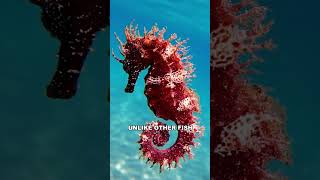 Seahorse | The Bizzare Ocean Creature