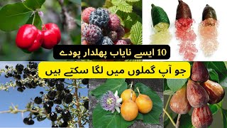 10 Unique Fruit Plants For Pot | Rare Garden