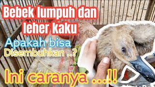 cara mengobati bebek lumpuh #pencegahanpenyakit #tutorial  #tips  #peluangusaha