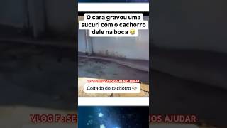 COITADO DO CACHORRO #funny #comedy #humor #comedia #memes #funnyvideos #cachorrocaramelo #cobra