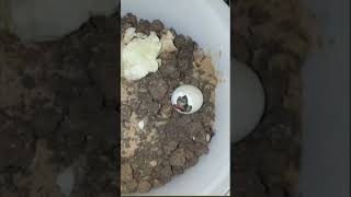 لحظة فقص بيض السلحفاة /  moment the turtle eggs hatch