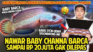 NAWAR BABY CHANNA BARCA SAMPAI RP 20JUTA MASIH DITOLAK! RUMAH LABIRIN IKAN PREMIUM! @vishroomid5882