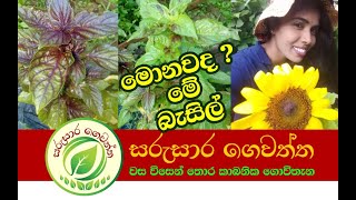 Basil   බැසිල්   Sarusara Gewaththa  සරුසාර ගෙවත්ත