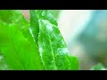 african malli plant royalty free stock footage